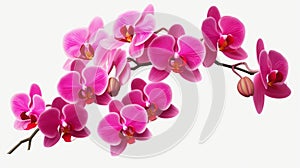 Realistic Pink Orchids On White Background - High Quality Png