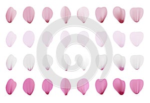 Realistic pink sakura petals icon set