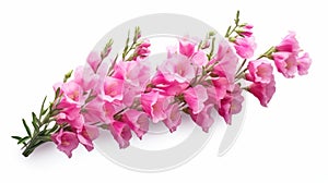 Realistic Pink Snapdragon Flowers On White Background