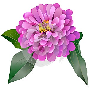 Realistic pink zinnia flower with three leaves photo