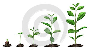 Realistic plant growth stages. Young seed growing in ground, green plants in soil, spring sprout blooming stage