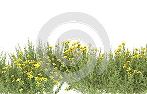 Realistic plants isolated on background. 3d rendering - illustration