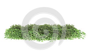 Realistic plants isolated on background. 3d rendering - illustration