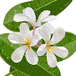 Realistic plumeria flowers.