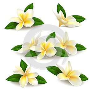 Realistic plumeria frangipani flowers with leaves isolated on white background.