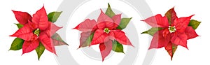 Realistic Poinsettia 3d Vector Flowers. Winter Christmas Flower Isolated on white for Card Design, Greetings