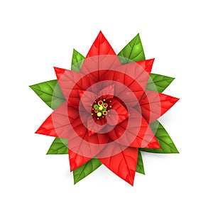 Realistic Poinsettia Flower. Bright red Star plant for Merry Christmas, Xmas and Happy New Year holiday backdrop.