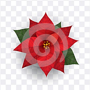 Realistic poinsettia flower isolated vector