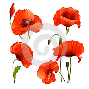 Realistic poppies. 3d poppy red petal field flower, blooming papaver wildflowers set floral nature, poppi macro wild