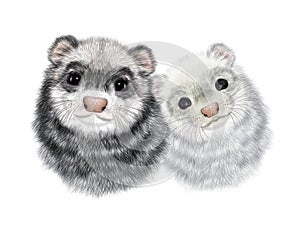 Realistic Portrait of Couple of Ferrets.