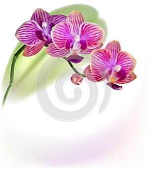 Realistic purple orchid flower