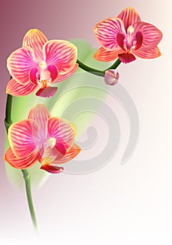 Realistic purple orchid flower