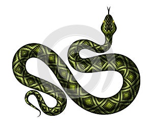 Realistic python vector illustration