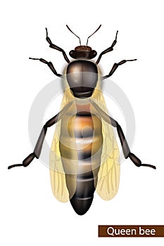 Realistic Queen bee on white background. Detailed