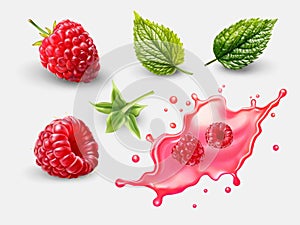Realistic raspberry fruit with leaf and splash vector set on white background