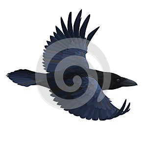 Realistic raven flying. Colorful vector illustration of smart bird Corvus Corax in hand drawn realistic style isolated