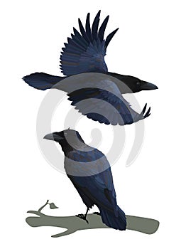 Realistic raven flying and sitting on a branch. Colorful vector illustration of smart bird Corvus Corax in hand drawn