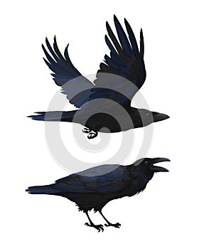 Realistic raven flying and sitting. Caw. Colorful vector illustration of smart bird Corvus Corax in hand drawn realistic