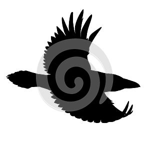 Realistic raven flying. Stencil. Monochrome vector illustration of black silhouette of smart bird Corvus Corax isolated