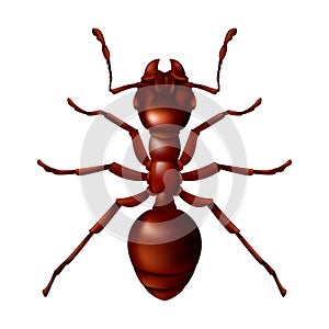 Realistic red ant close up. 3D vector illustration of a domestic insect isolated on a white background