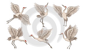 Realistic Red-crowned Crane in Different Flying Poses Vector Set