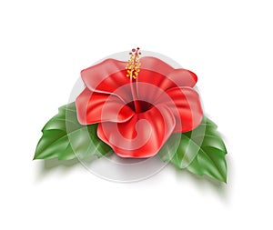 Vector red hibiscus realistic tropical flower leaf