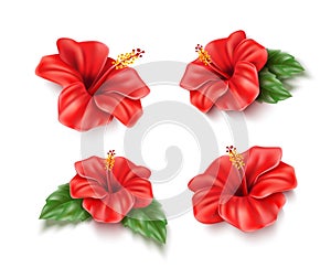 Vector red hibiscus realistic tropical flower set