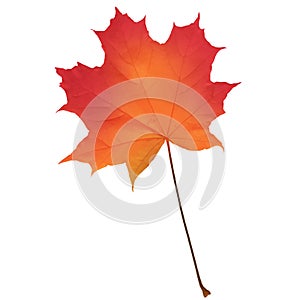 Realistic red maple leaf isolated on white background