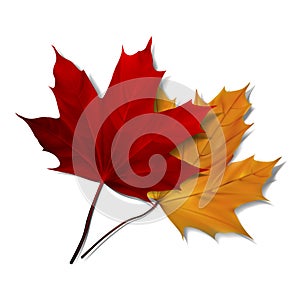 Realistic red maple leaf
