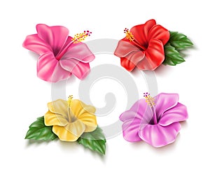 Vector red hibiscus realistic tropical flower set