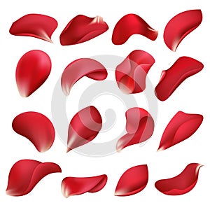 Realistic red rose flower petals isolated on white background vector set photo