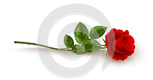 Realistic red rose lying on white background. Vector illustration