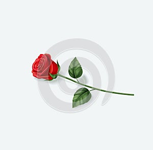 Realistic red rose on white background. Vector illustration EPS 10