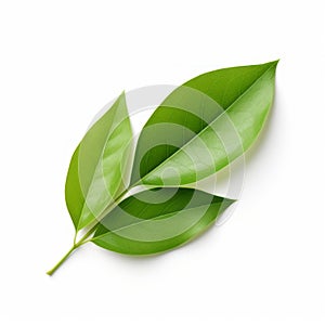 Realistic Rendering Of Green Leaf On White Background