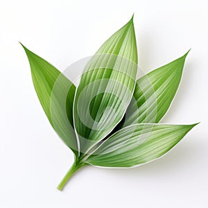 Realistic Rendering Of Yucca Leaf On White Background