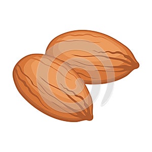 Realistic roasted almonds against white background - Vector