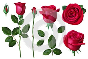 Realistic rose. Dog-rose flower blossom petals and buds, romantic floral decoration for wedding and valentines day