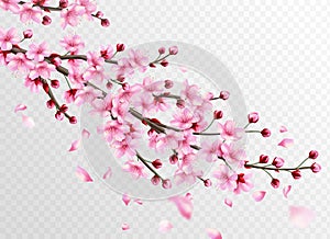 Realistic sakura. Beautiful sakura branches with pink flowers and falling petals, romantic floral japanese cherry photo