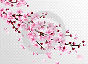 Realistic sakura. Beautiful sakura branches with pink flowers and falling petals, romantic floral japanese cherry