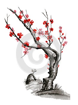 Realistic sakura blossom - Japanese cherry tree isolated on white background.