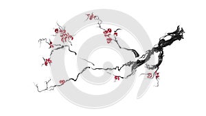 Realistic sakura blossom - Japanese cherry tree isolated on white background