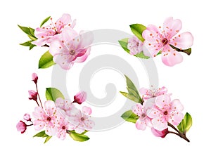 Realistic sakura bouquet. 3d blossom japanese cherry softness flowers for hanami flowering festival or chinese spring