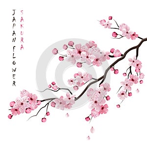Realistic Sakura Branch photo