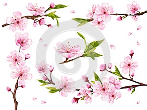 Realistic sakura branches. Blossom cherry branch flowers, asian flowering peach japanese tree in korea or chinese, pink