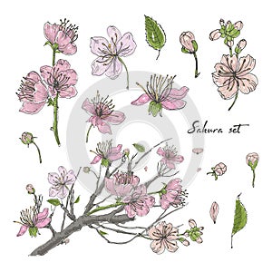 Realistic sakura hand drawn set with buds, flowers, leaves, branch. Colorful vintage style illustration.