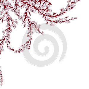 Realistic sakura japan cherry branch with blooming flowers. EPS 10 vector file included