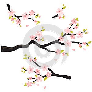Realistic sakura japan cherry branch with blooming flowers