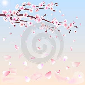 Realistic sakura japan cherry branch with blooming flowers vector illustration