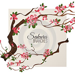 Realistic sakura japan cherry branch with blooming flowers vector illustration