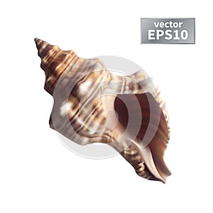 Realistic seashell isolated